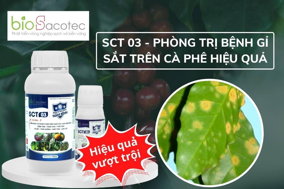 SCT 03 phòng ngừa bệnh rỉ sắt trên cây trồng đạt chất lượng cao