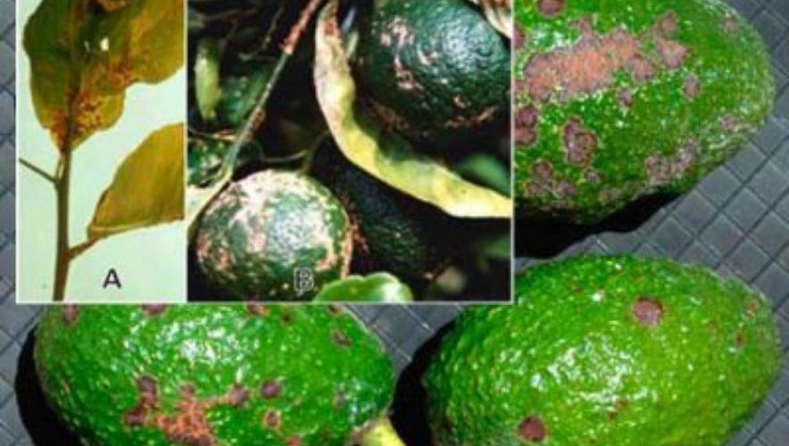 Sâu bệnh trên cây bơ