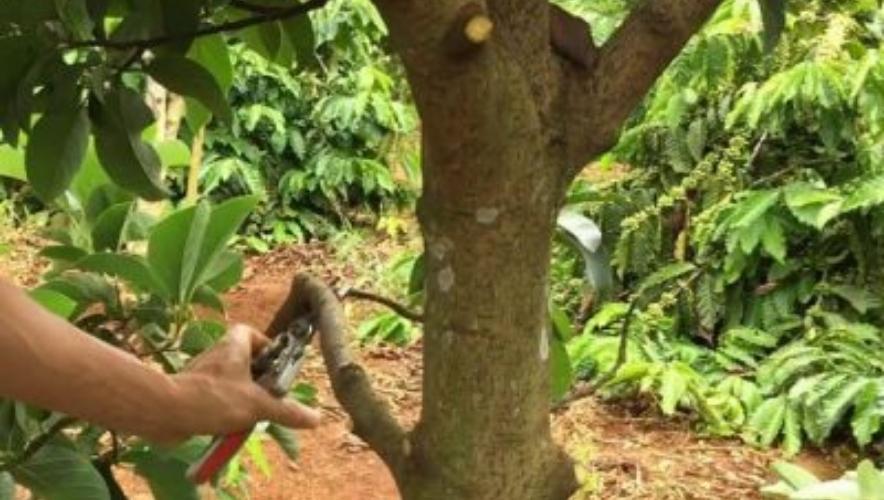 Tạo hình cho cây bơ