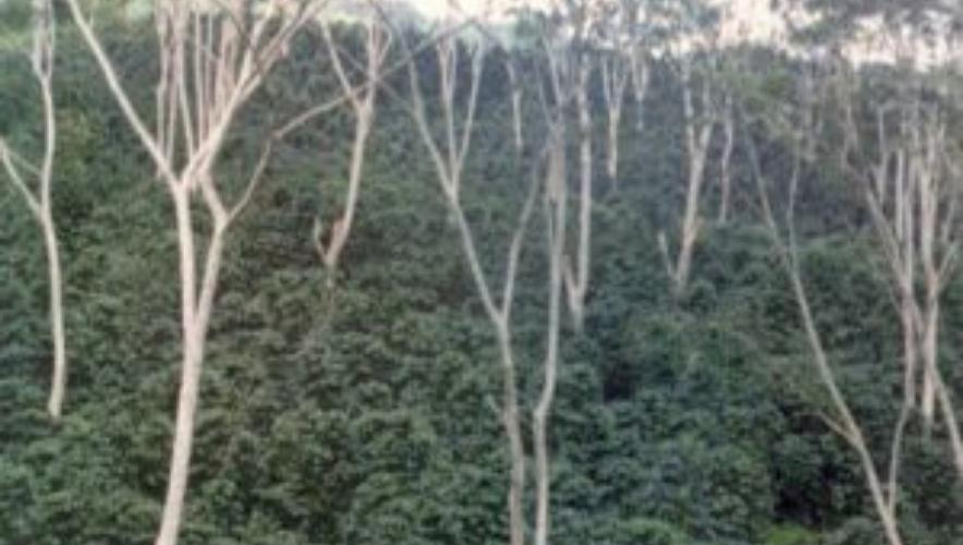 Trồng cây che bóng