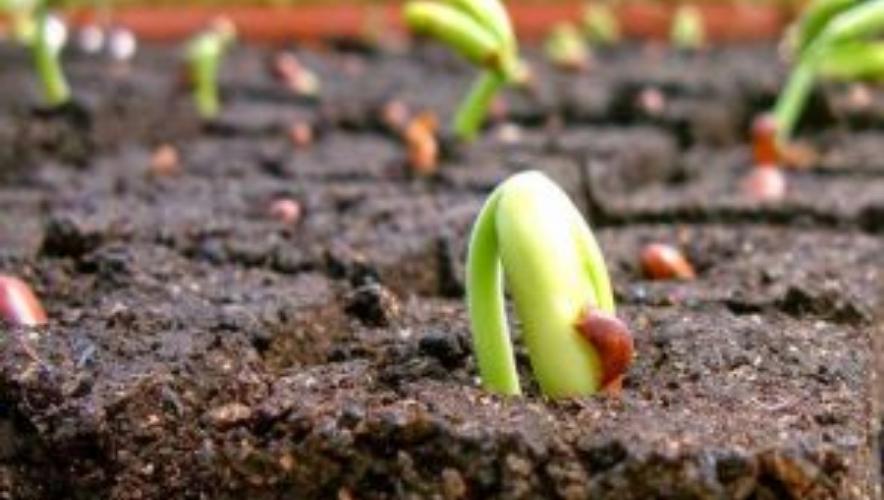 Vườn ươm cà phê