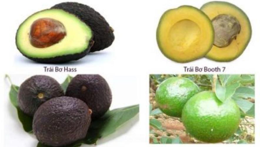 các giống bơ trồng