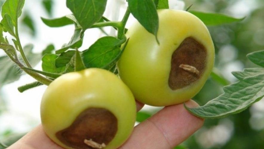 Cây trồng bị thiếu canxi