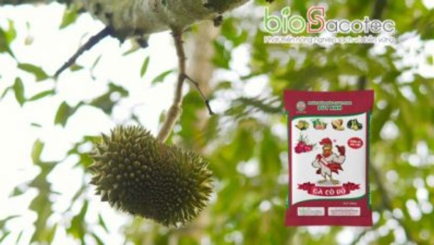 Hạn chế rụng trái non trên cây trồng