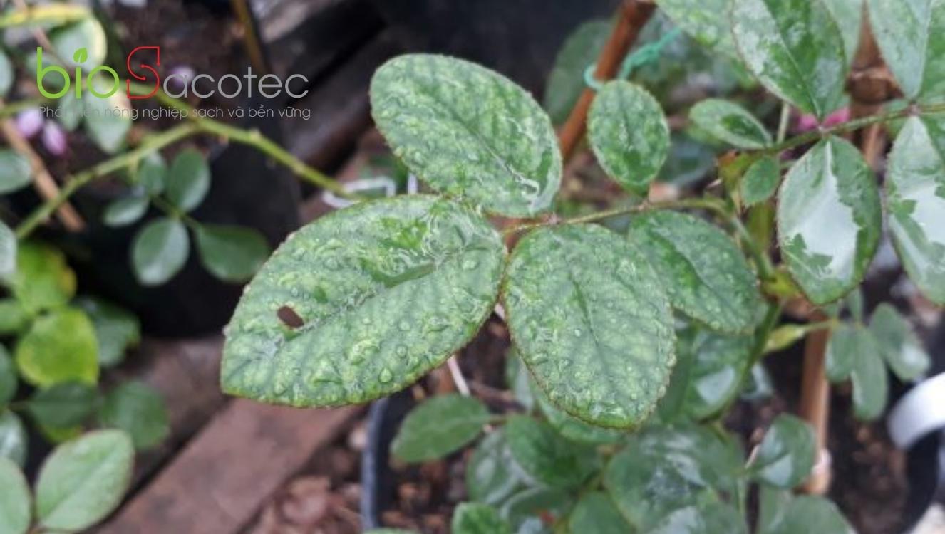 lá bị gân xanh ở cây hoa hồng