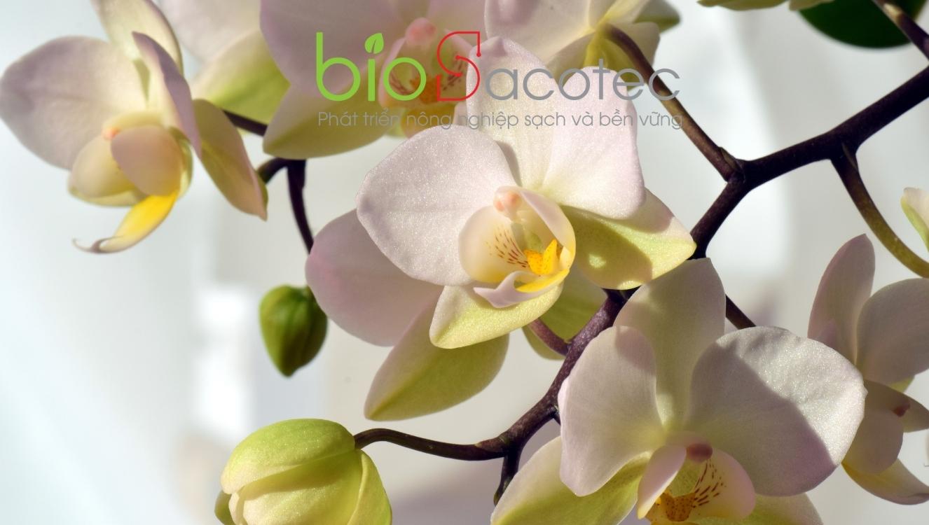 virut gây hại cho lan