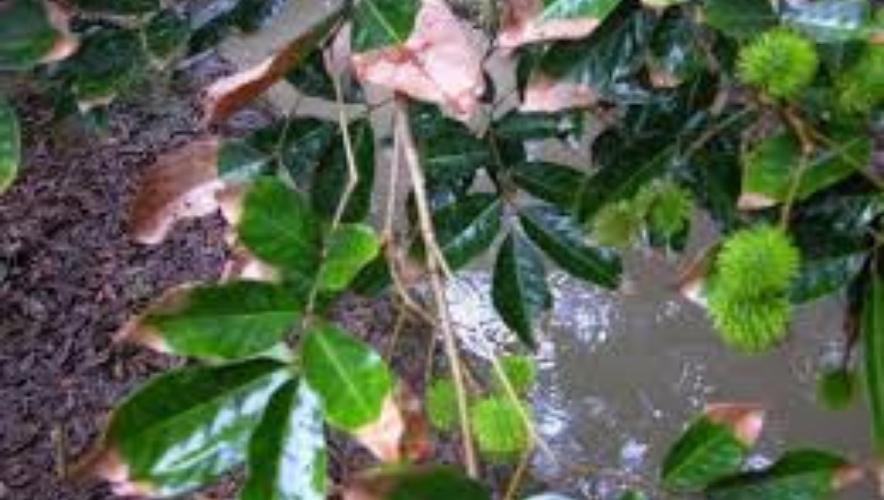 Cháy lá chôm chôm