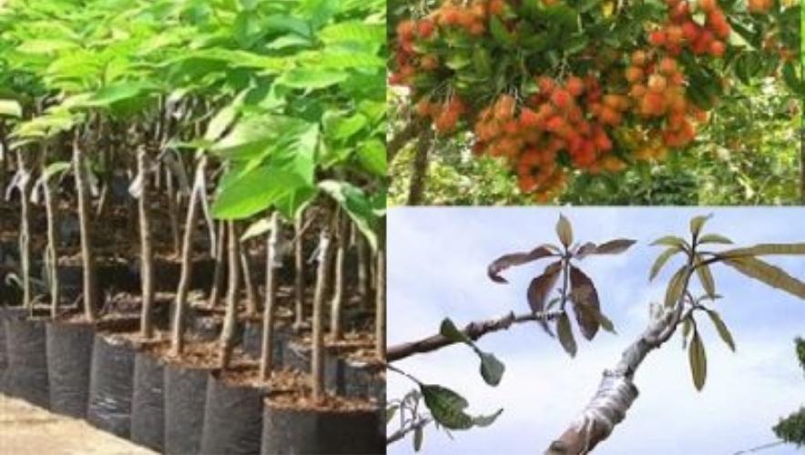 Nhân giống cây chôm chôm