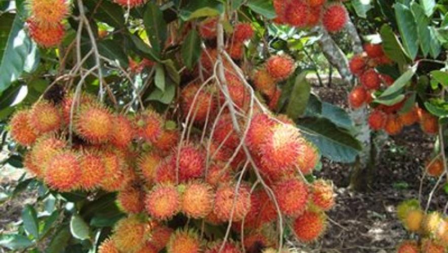 Phân bón cho cây chôm chôm