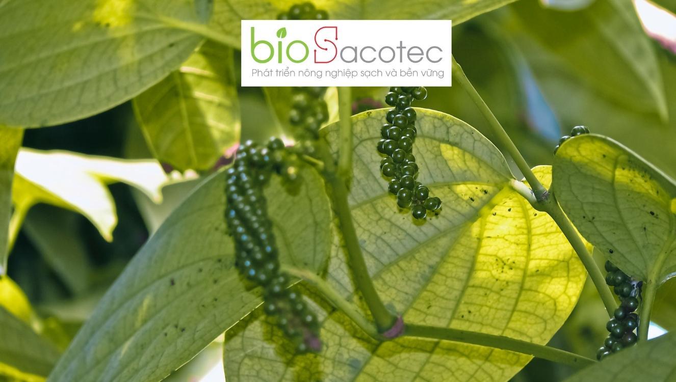 bệnh chết chậm hồ tiêu