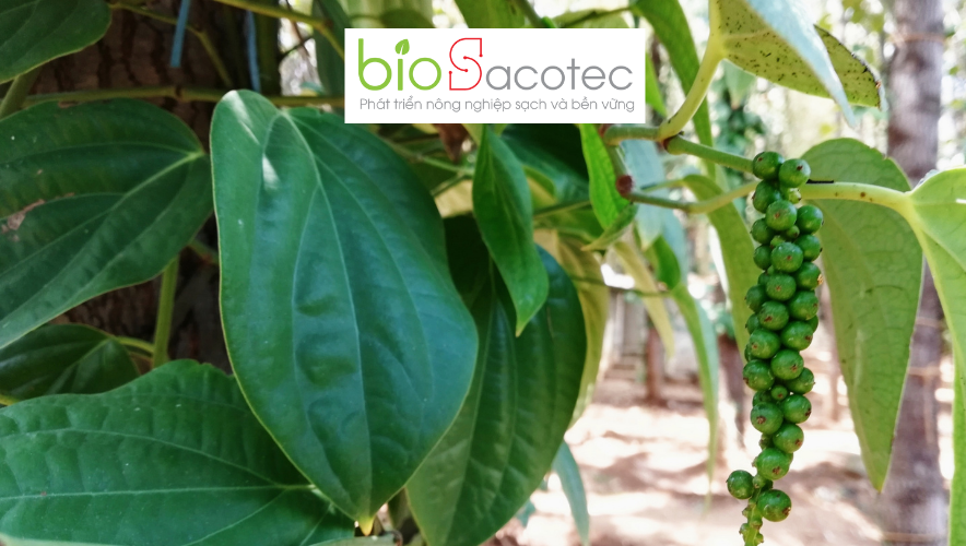 bệnh chết nhanh hồ tiêu