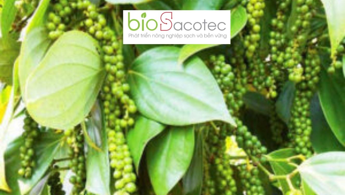 bệnh khảm xoăn lá hồ tiêu