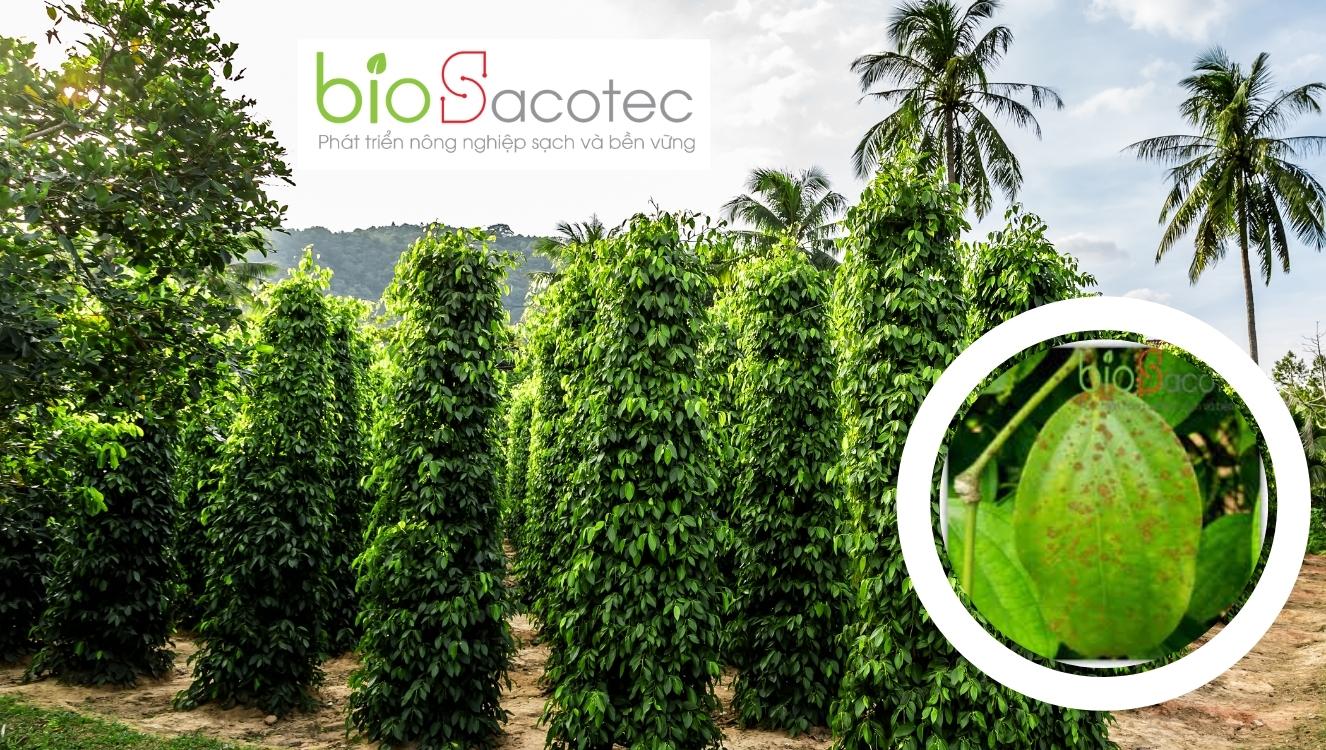 bệnh nấm hồng trên cây tiêu