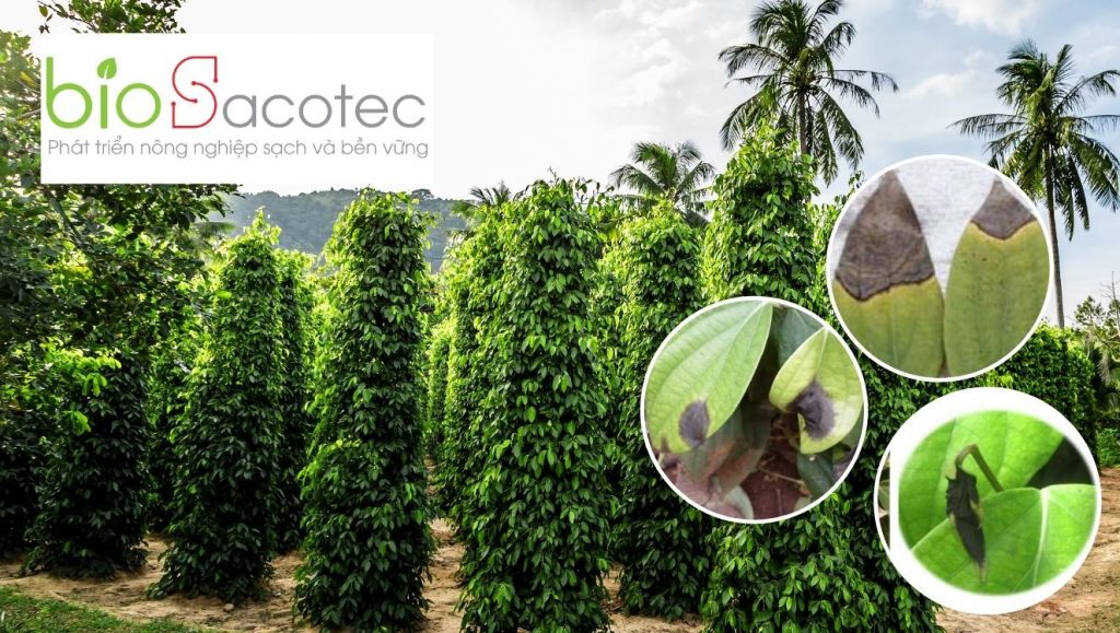 bị đen lá trên hồ tiêu