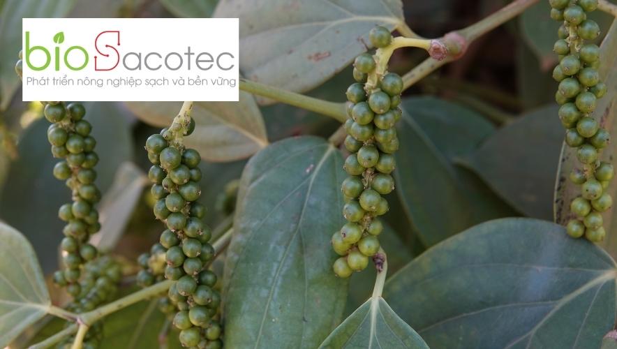 NGUYÊN NHẬN RỤNG HOA, RỤNG GIÉ TRÊN CÂY HỒ TIÊU 1 nguyên nhân rụng nụ