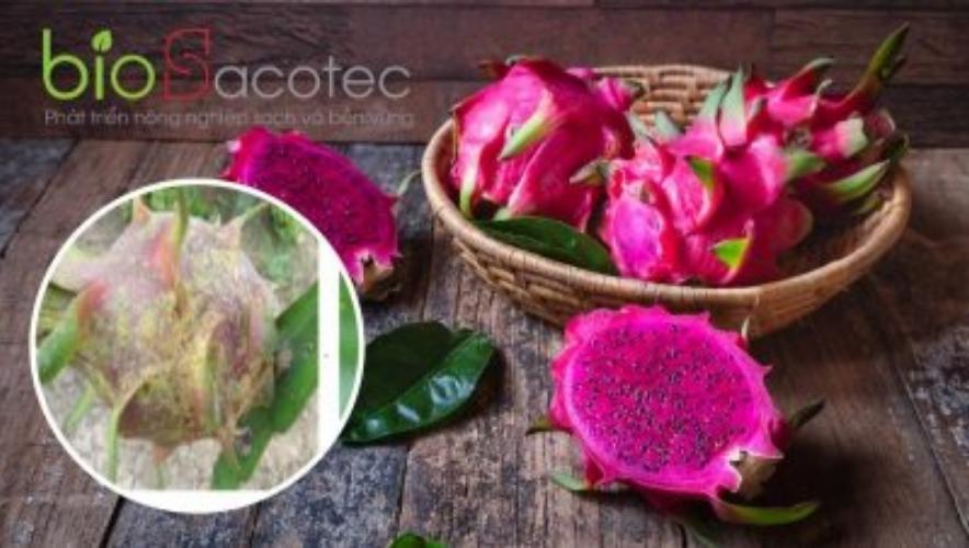 Phòng ngừa bệnh đốm trắng trên thanh long (1)