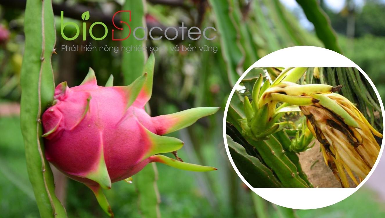 bệnh đốm đen rỉ sắt trên thanh long