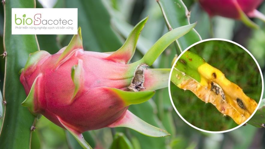 bệnh thối bẹ trên thanh long