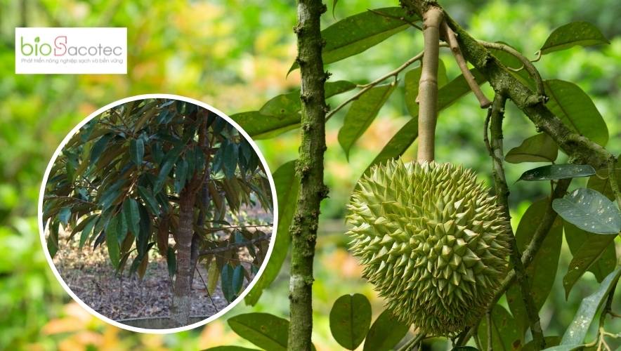 cành bơi của cây sầu riêng