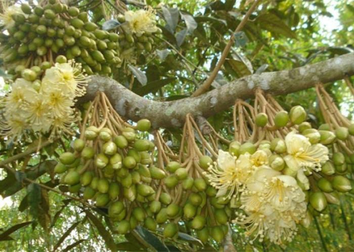 Có nên chặn đọt sầu riêng