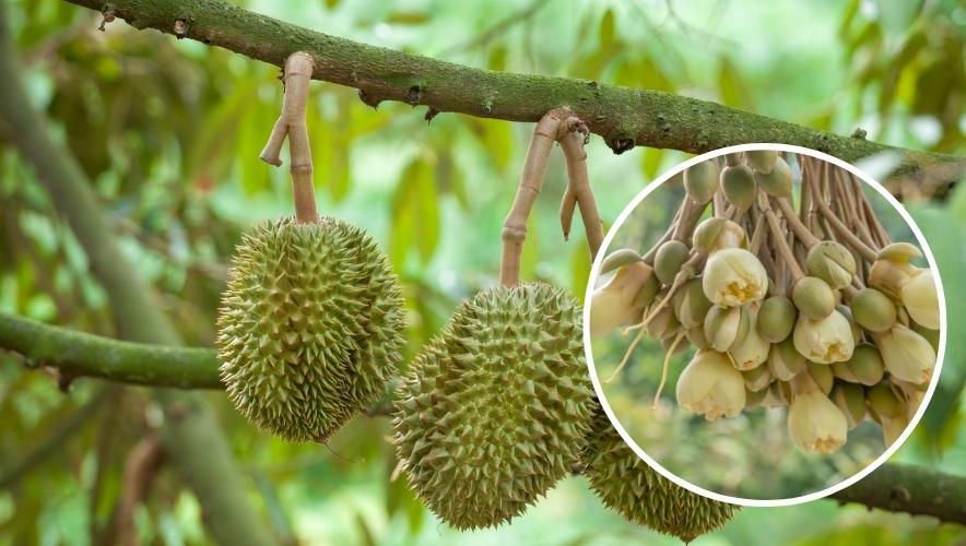 cách xử lý sầu riêng ra hoa nghịch mùa