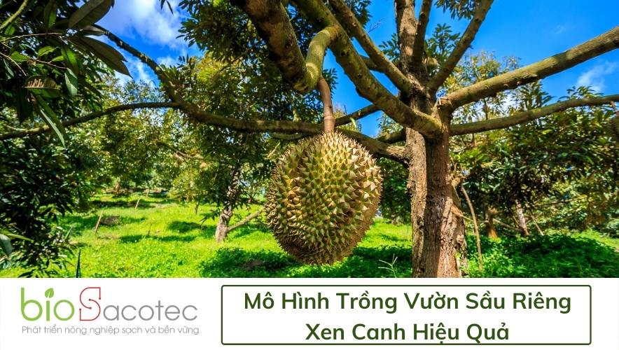 mô hình kết hợp