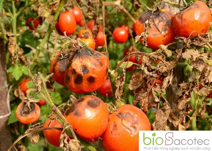 TỔNG HỢP CÁC LOẠI SÂU BỆNH HẠI TRÊN QUẢ CÀ CHUA VÀ CÁCH PHÒNG TRỪ HIỆU QUẢ 10 Bệnh cháy lá trên cây cà chua