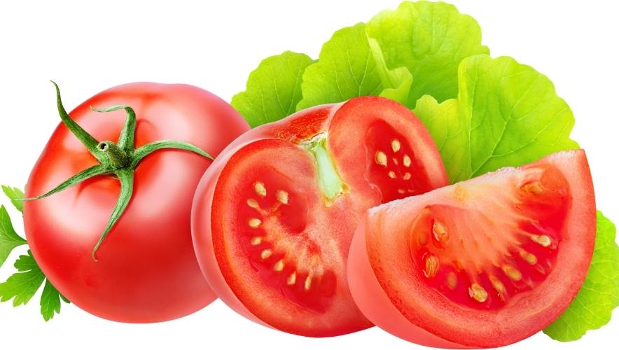 CÁC BIỆN PHÁP PHÒNG TRỊ BỆNH THÁN THƯ TRÊN CÂY CÀ CHUA MANG LẠI KẾT QUẢ TỐT 2 Bệnh thán thư trên cây cà chua ảnh hưởng lớn đến hiệu suất cây trồng