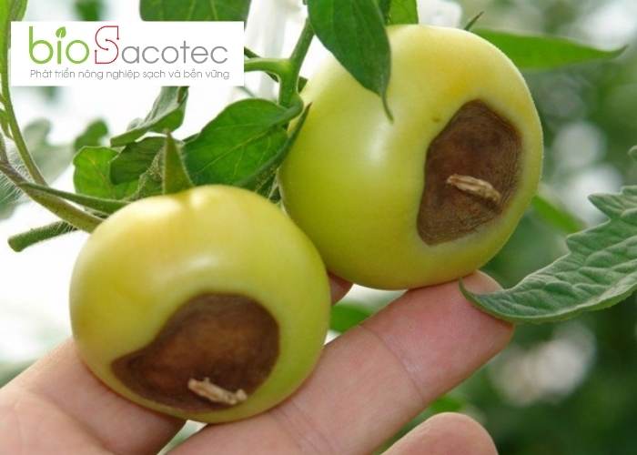 TỔNG HỢP CÁC LOẠI SÂU BỆNH HẠI TRÊN QUẢ CÀ CHUA VÀ CÁCH PHÒNG TRỪ HIỆU QUẢ 3 Bệnh thối đít gây hại trên quả cà chua