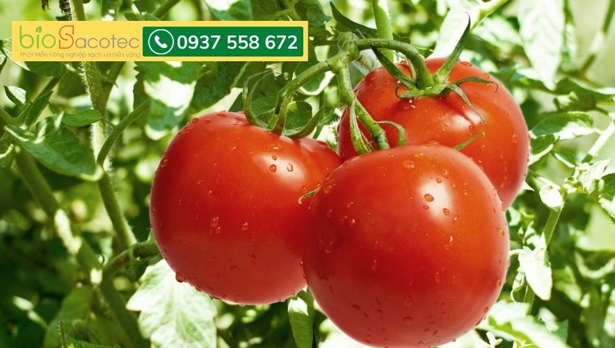 Các loại nấm bệnh gây hại trên cây cà chua