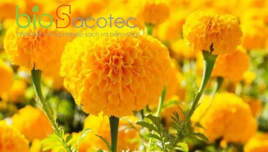 Cách phòng trừ các loại sâu bệnh hại hoa vạn thọ