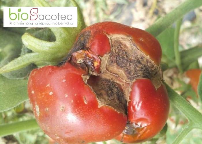 TỔNG HỢP CÁC LOẠI SÂU BỆNH HẠI TRÊN QUẢ CÀ CHUA VÀ CÁCH PHÒNG TRỪ HIỆU QUẢ 5 Quả cà chua có hiện tượng giống mặt mèo