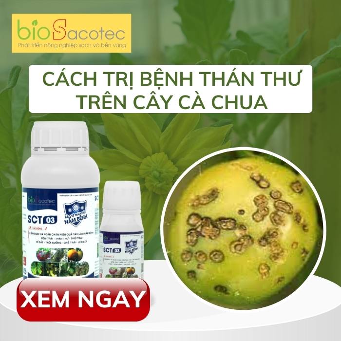 TỔNG HỢP CÁC LOẠI SÂU BỆNH HẠI TRÊN QUẢ CÀ CHUA VÀ CÁCH PHÒNG TRỪ HIỆU QUẢ 13 Sản phẩm SCT 03 phòng trị hiệu quả bệnh trên cây trồng