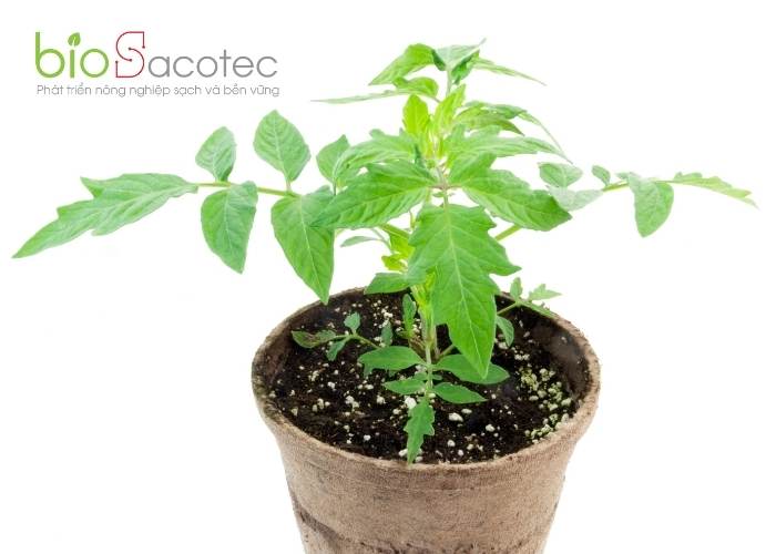 TỔNG HỢP CÁC LOẠI SÂU BỆNH HẠI TRÊN QUẢ CÀ CHUA VÀ CÁCH PHÒNG TRỪ HIỆU QUẢ 14 Bệnh thán thư gây hại trên quả cà chua