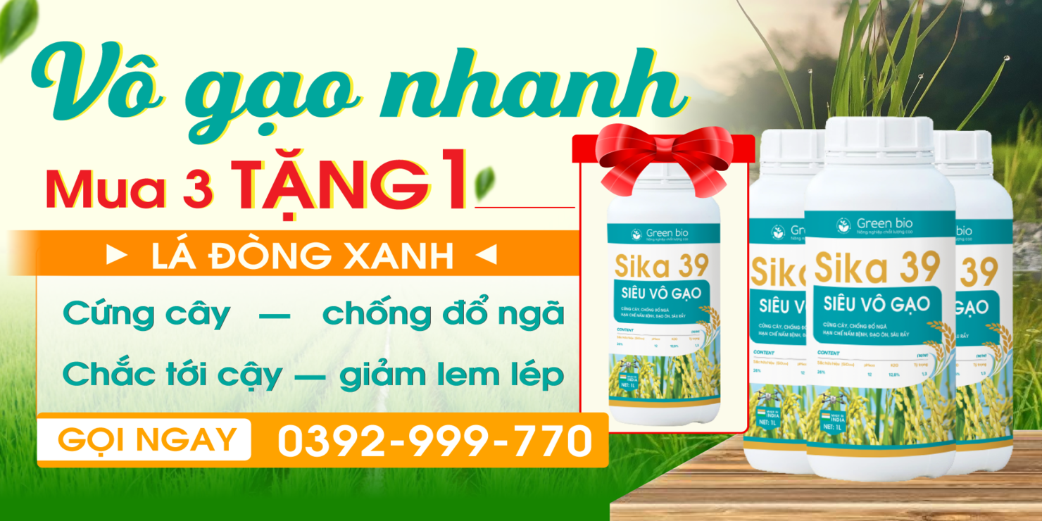 anh sika 39